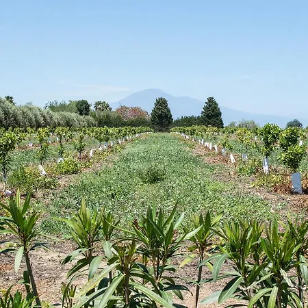 Tenuta San Calogero Salvia *